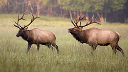 elk1-SMN.jpg